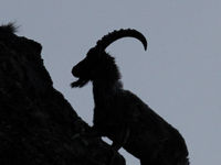 An ibex climbs the rocks. © Geert Beckers