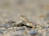 An agama soaks itself in the sun.  © Geert Beckers