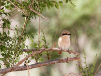 A Daurian shrike gives away great looks. © Geert Beckers