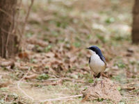 Siberian blue robin, wat een soort! © Geert Beckers