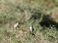 Saxaul sparrows, een bijzondere soort van de saxaul vegetatie. © Geert Beckers