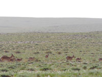 Saiga antelopes run through the steppe. © Geert Beckers