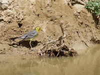 You can always find citrine wagtails near water. © Geert Beckers