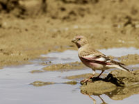 Mongolian finch, a species with a restricted range © Geert Beckers