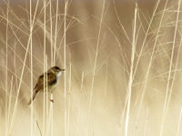 Paddyfield warbler in its breeding range © Geert Beckers