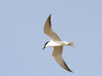 Close-up of a gull-billed tern © Geert Beckers