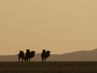 Kamelen op de steppe. © Geert Beckers