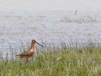 Asian dowitchers recently declined within their range. © Geert Beckers