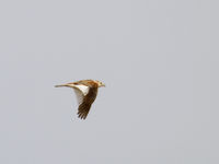 Mongoolse leeuwerik is een doelsoort op deze reis. © Geert Beckers