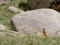 Common rock thrush, a common summer visitor © Geert Beckers