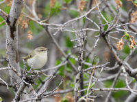 A hume's leaf warbler in its natural habitat. © Geert Beckers