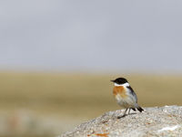 Het broedgebied van de hodgson's bushchat beperkt zich tot enkele locaties in Mongolië. © Geert Beckers