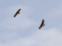 Mongolia delivers many opportunities for practicing your eagle ID skills. © Geert Beckers