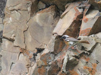 Evermann's redstarts are gems of the rocky slopes. © Geert Beckers