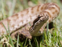 Een close-up van een adder © Geert Beckers