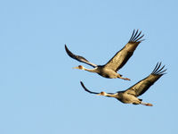 White-naped cranes, een buitengewone verschijning. © Geert Beckers