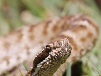 Een ontmoeting met een adder was even verschieten, maar werd daarna op de gevoelige plaat vastgelegd. © Geert Beckers