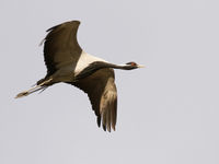 Een jufferkraanvogel vliegt langs. © Geert Beckers 