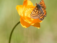 Euphydryas intermedia, a gorgeous species from the boreal meadows. © Johannes Jansen