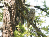 A Ural owl near the nest. © Johannes Jansen