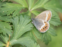 Scarce heath, an indicator of intact ecosystems. © Johannes Jansen