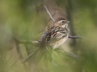 Pallas's reed bunting showing the goods. © Johannes Jansen