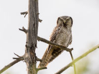 Northern hawk owl is a boreal species that makes it into Mongolia where it inhabits the coniferous forests. © Johannes Jansen