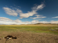 Carcass of a calf on the steppe, food for the vultures... © Johannes Jansen