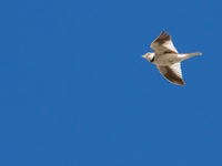 Een Mongolian lark scheert door de lucht tijdens de zangvlucht. © Johannes Jansen