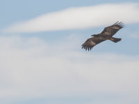 Juvenile pallas's fish eagle, a species that's in strong decline as well. © Johannes Jansen