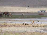 Asian dowitchers accompanied by common terns and white-winged terns, a great combination. © Johannes Jansen