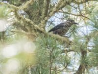 Een notenkraker nabij het nest. © Johannes Jansen