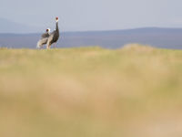 White-naped cranes, een van die soorten die je hart sneller doen kloppen. © Johannes Jansen