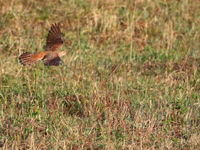 A hepatic female common cuckoo on the hunt for caterpillars.  © Johannes Jansen