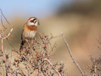 Meadow bunting met voedsel, nabij de nestholte. © Johannes Jansen