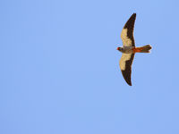 A displaying amur falcon, simply stunning! © Johannes Jansen