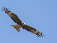 A black-eared kite in flight © Johannes Jansen