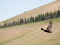 Cinereous vulture looking for prey. © Johannes Jansen