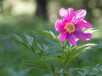 A number of spectacular flowers will cross our path. © Johannes Jansen