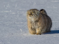 Een pallas' kat staart gefascineerd het wijde landschap in. © STARLING reizen