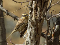 Accenteur montanelle © voyages STARLING