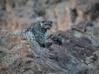 La mythique panthère des neiges © voyages STARLING