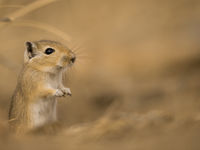 Knaagdieren moeten zich in de winter voorzien op ijzige temperaturen die tot diep in de bodem doordringen. © Billy Herman