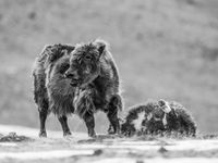 Een moeder treurt om haar kalf, pas gedood door een sneeuwluipaard. © Billy Herman