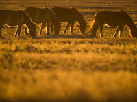 Chevaux dans les steppes mongoles © Billy Herman