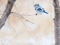 Azuurmezen zijn ronduit prachtig en een te verwachten soort in Mongolië tijdens de winter. © Billy Herman