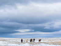 IJslandse pony's zijn een typische verschijning in het landschap. © Bart Heirweg