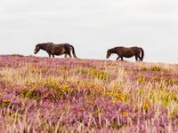 Exmoor-pony's kuieren door de heide. © Hans Debruyne