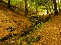 Het beukenbos in Exmoor, met een klein bosstroompje. © Hans Debruyne