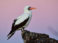 Een adulte Nazca booby kijkt uit over de broedkolonie. © Yves Adams